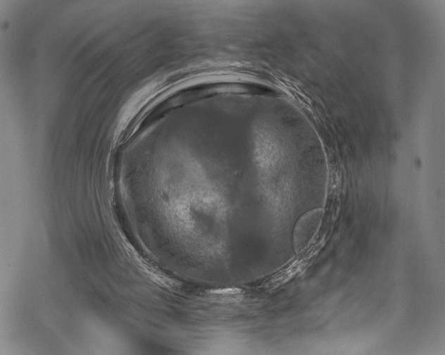 X0000068740053200605051501