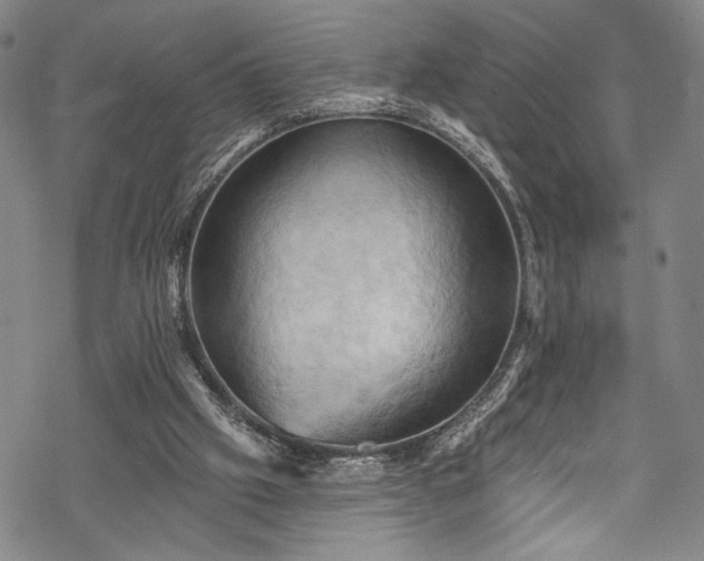 X0000068740057200605051502