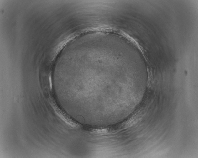 X0000068740061200605051502