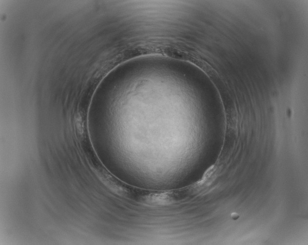 X0000068740086200605051502