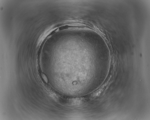 X0000068740103200605051501