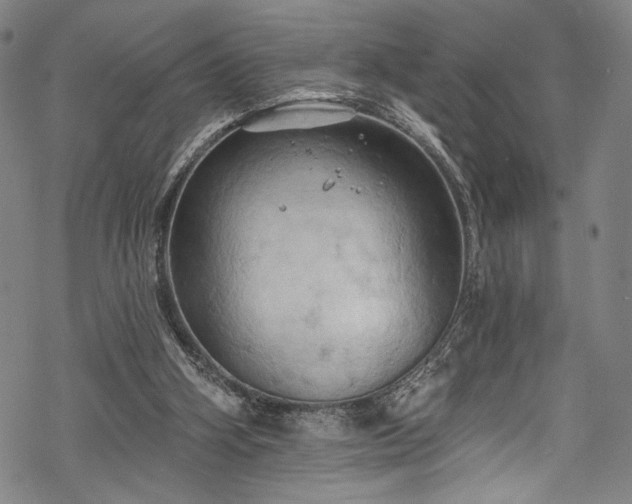 X0000068740106200605051501