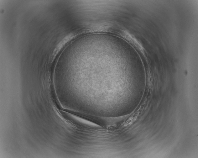 X0000068740107200605051501