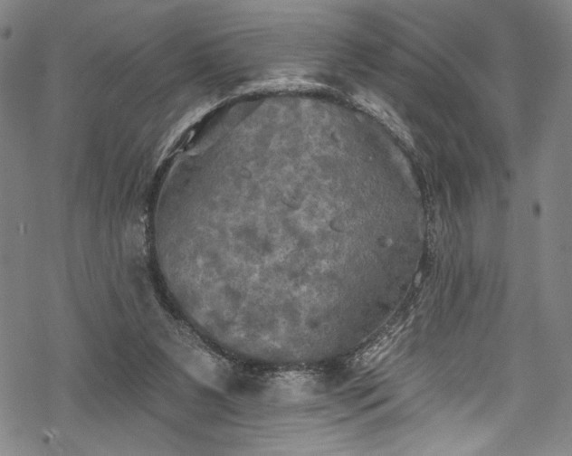 X0000068740111200605051501