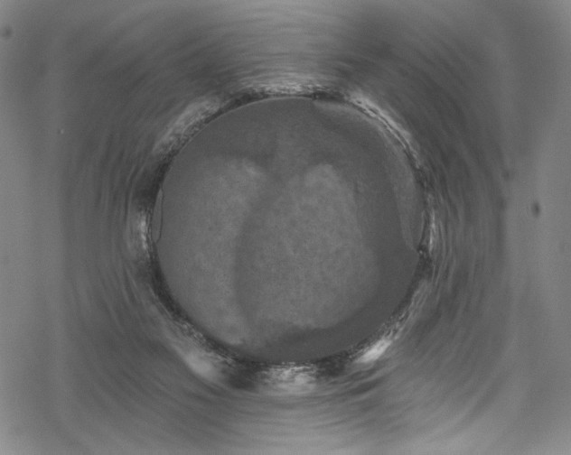 X0000068740117200605051501