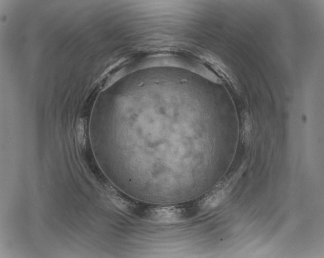 X0000068740121200605051501