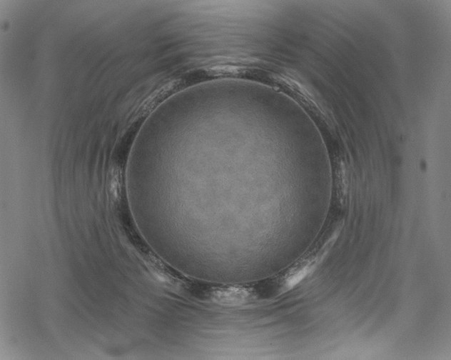 X0000068740125200605051501