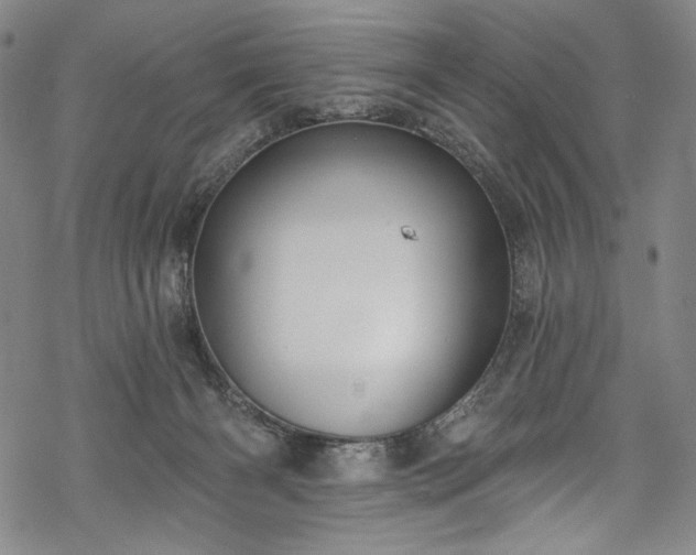 X0000068740126200605051501