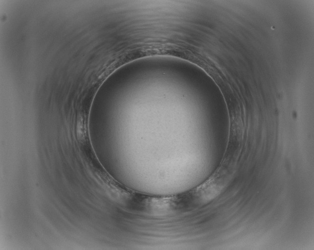 X0000068740134200605051501