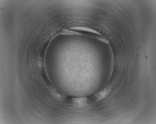 X0000068740135200605051501