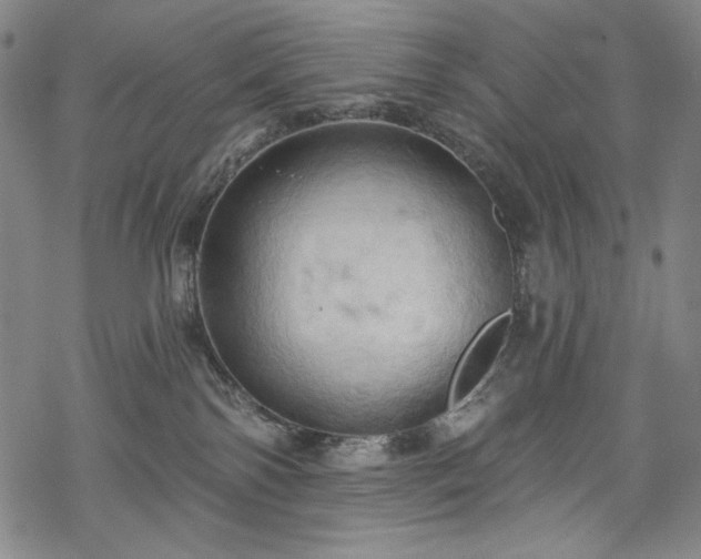 X0000068740138200605051501