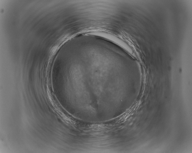 X0000068740145200605051500