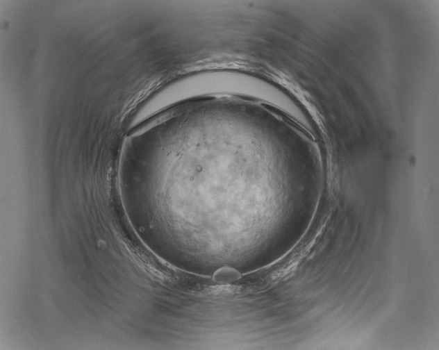 X0000068740153200605051500