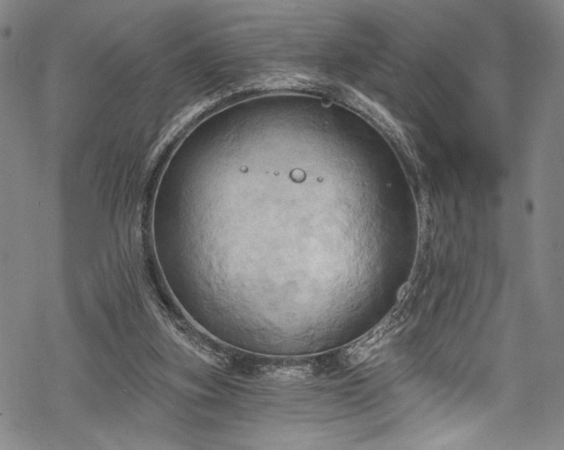 X0000068740155200605051500