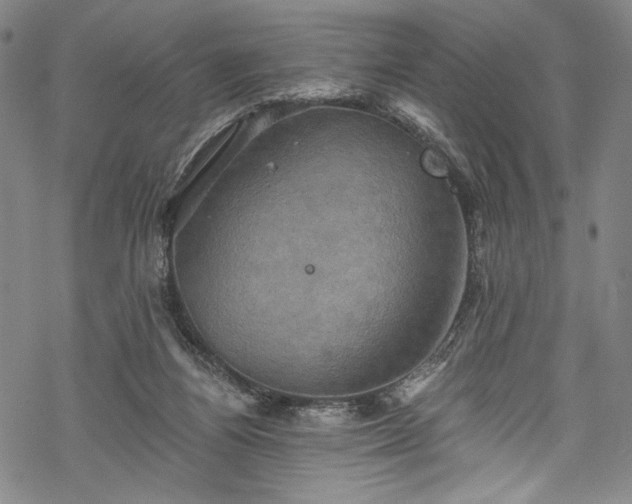 X0000068740164200605051500