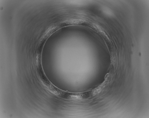 X0000068740167200605051500