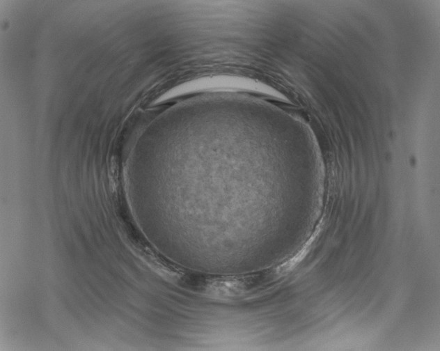 X0000068740174200605051500