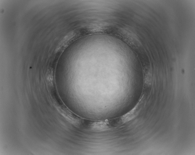 X0000068740179200605051500