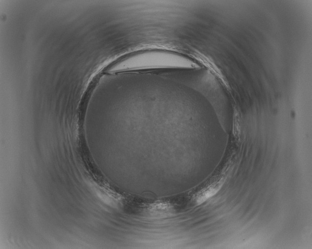 X0000068740204200605051500