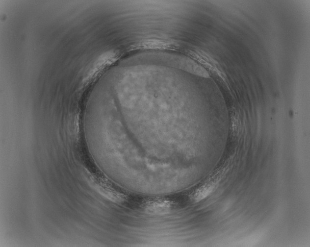 X0000068740206200605051500