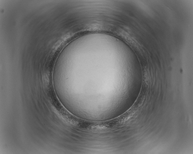 X0000068740208200605051500