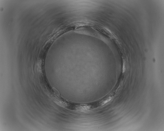 X0000068740217200605051459