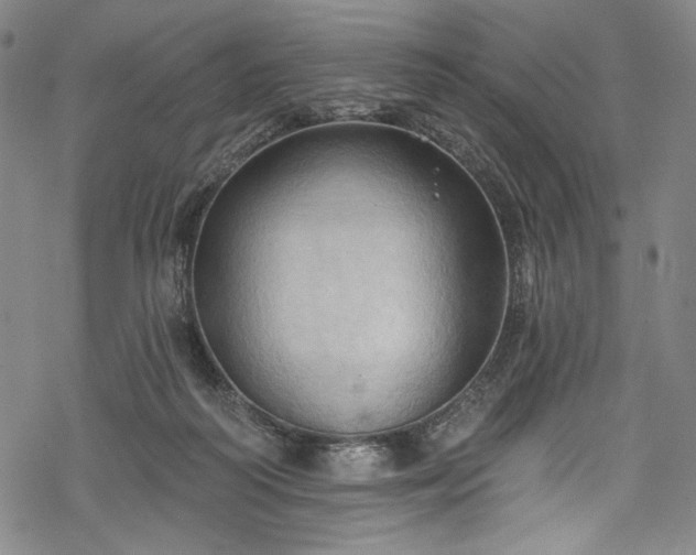 X0000068740218200605051459