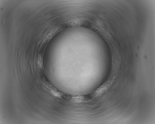 X0000068740240200605051459