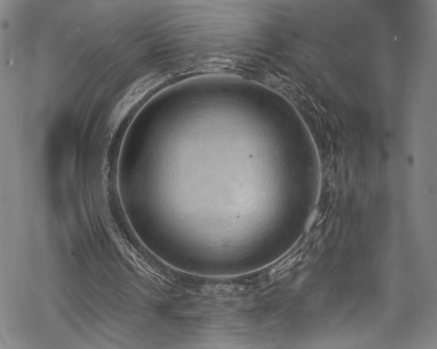 X0000068740242200605051458