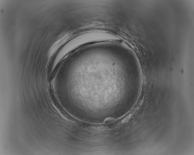 X0000068740245200605051458