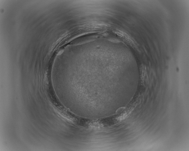 X0000068740258200605051459