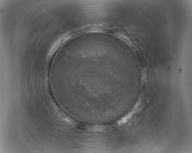 X0000068740293200605051458