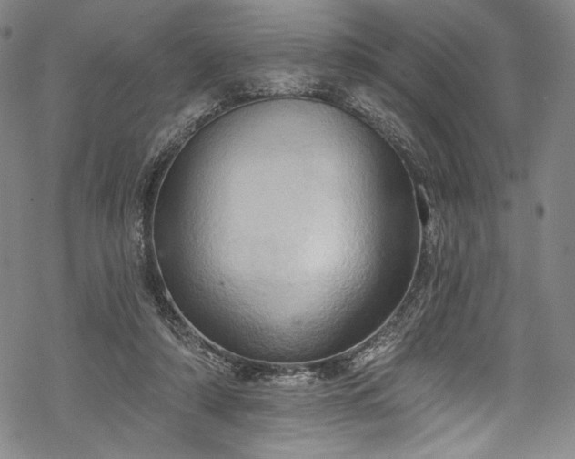 X0000068740306200605051458