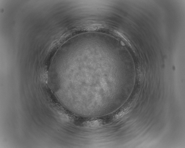 X0000068740307200605051458