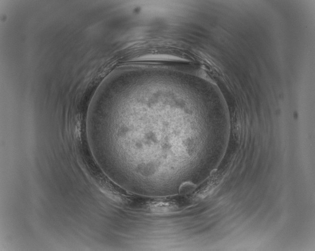 X0000068740315200605051458