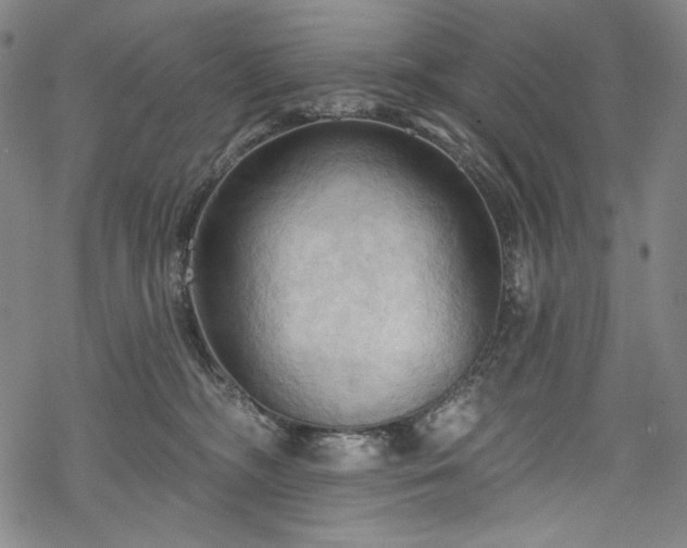 X0000068740326200605051458