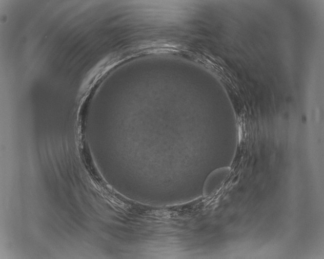 X0000068740339200605051457