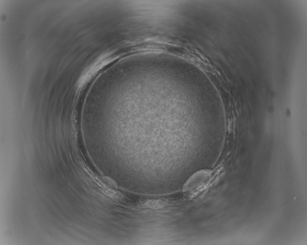 X0000068740341200605051457