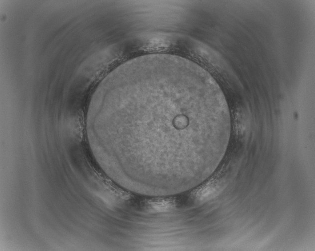 X0000068740370200605051457