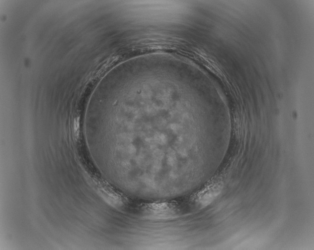 X0000068740406200605051456