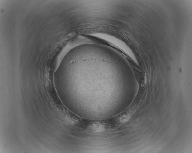 X0000068740416200605051456