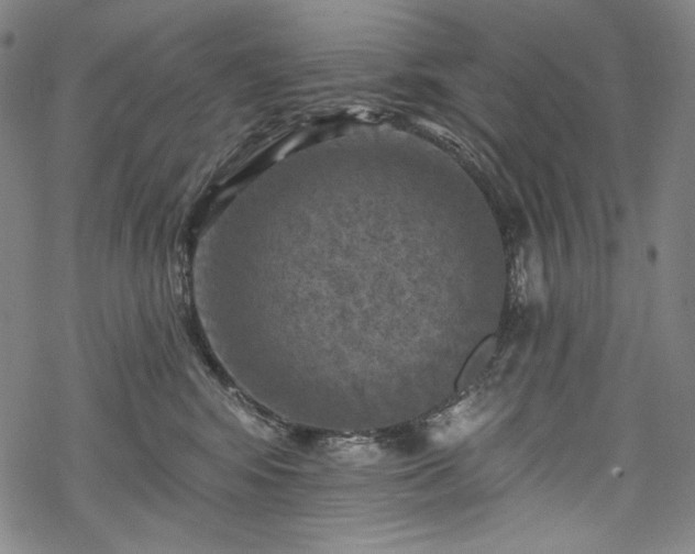 X0000068740424200605051456