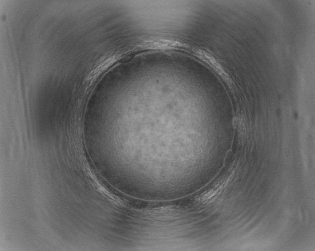 X0000068740433200605051455