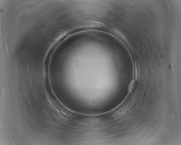 X0000068740435200605051455