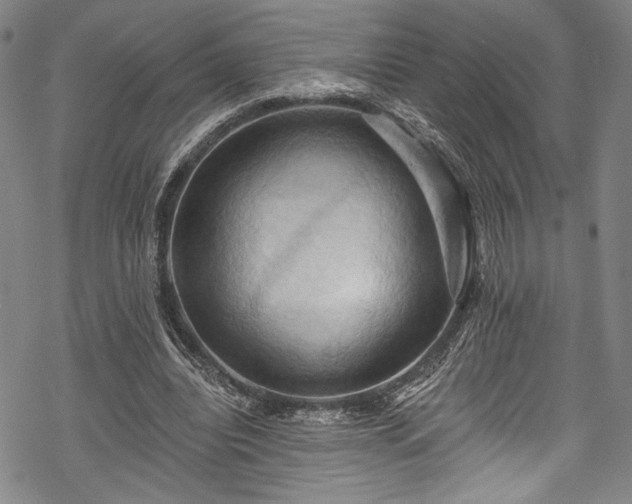 X0000068740440200605051455