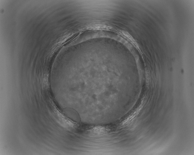 X0000068740441200605051455