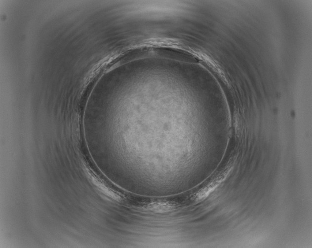 X0000068740445200605051455