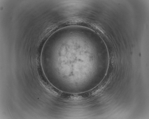 X0000068740455200605051455