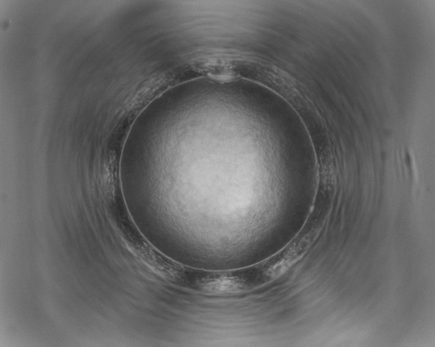 X0000068740460200605051455