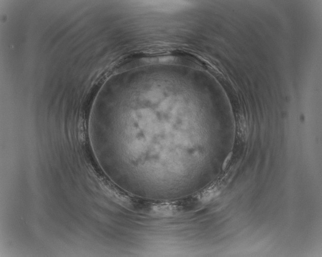 X0000068740470200605051455